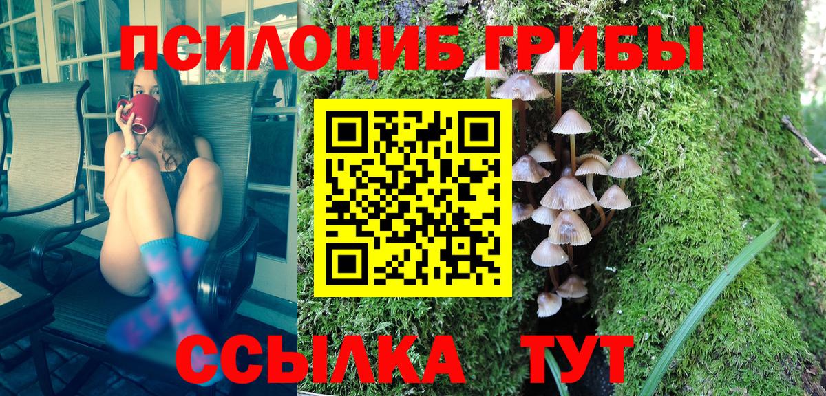 Галлюциногенные грибы Psilocybe Георгиевск